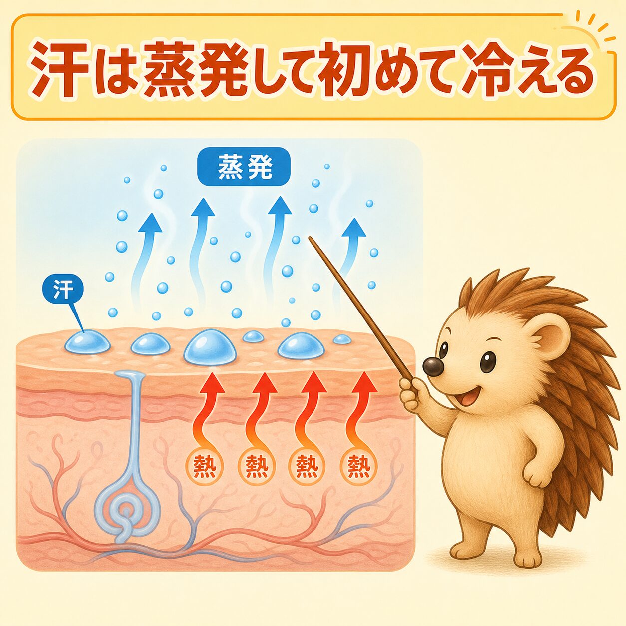 気化熱のしくみ：汗は蒸発するときに周りの熱を奪う